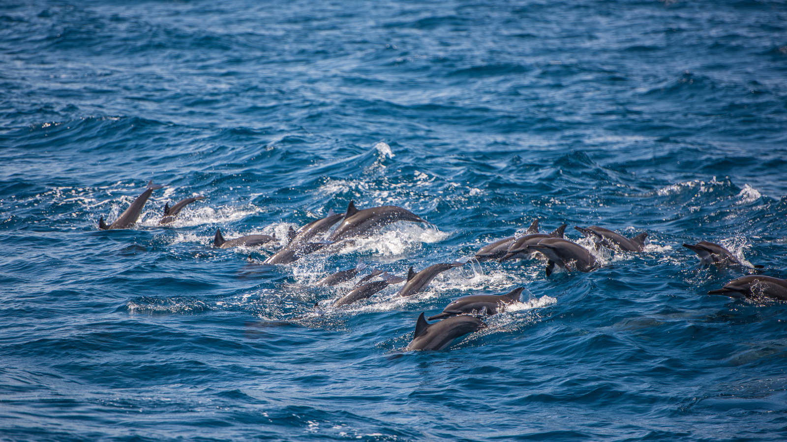 Dolphin Watching